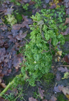 Brassica oleracea sabellica Curly Kale Brassica oleracea sabellica Curly Kale